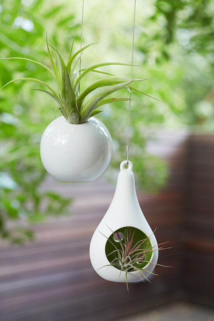 Airplant hangers