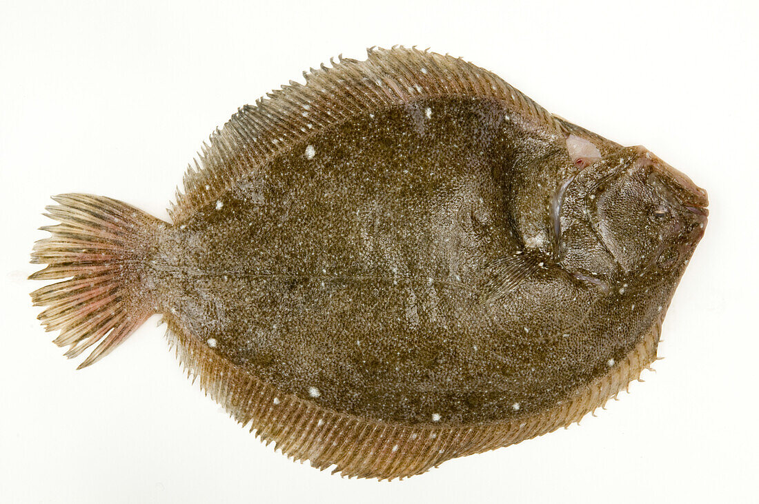 Close-up of brill