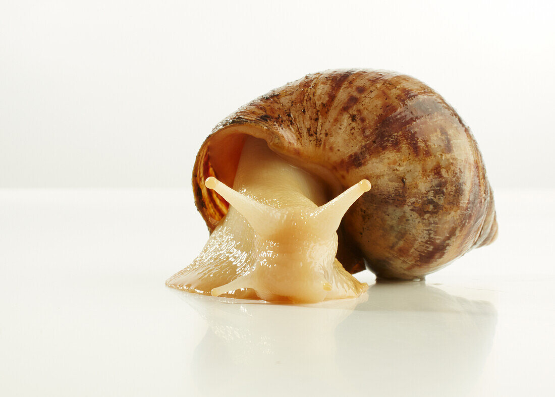 Albino land snail