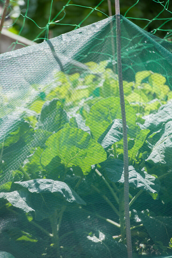 Protective netting over cabbages