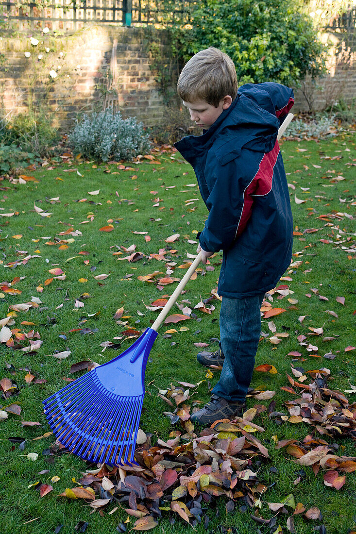 Boy using rake to gather autumn leaves on lawn in garden