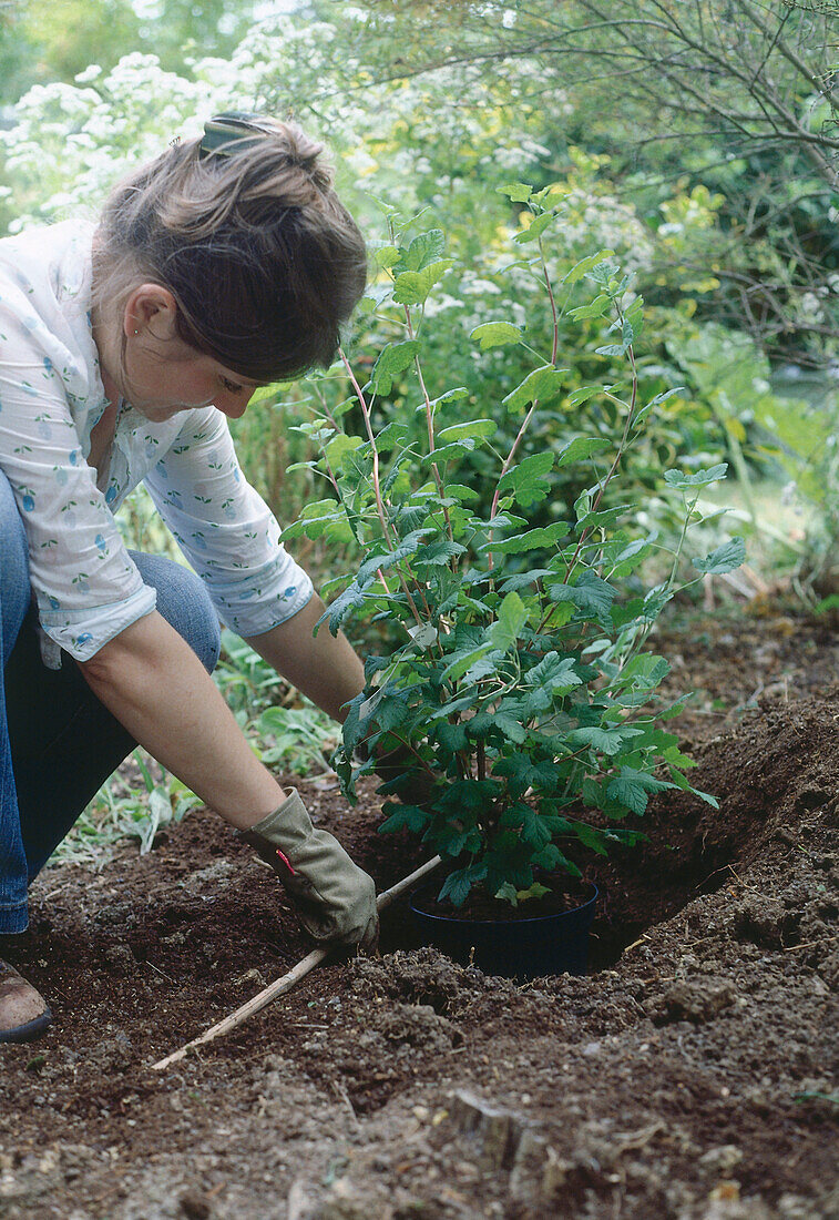 Woman checking height of a hole dug for a shrub with a pole