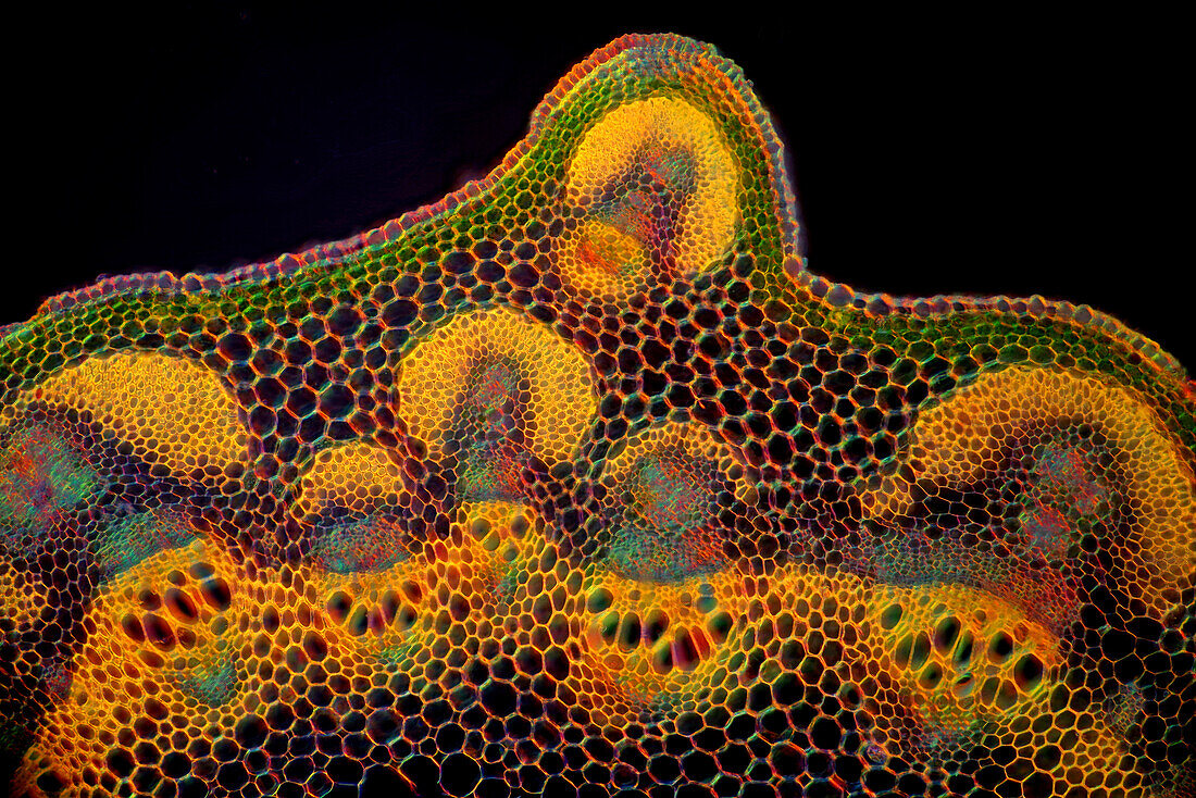 Spring pea stalk, light micrograph