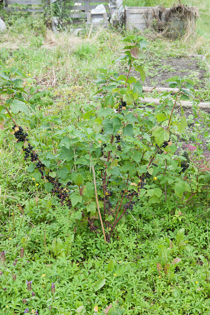 Fruit bush surrounded by weeds on allotment