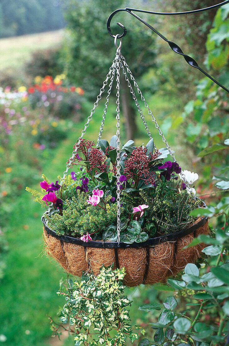 Hanging basket containing plants and flowers
