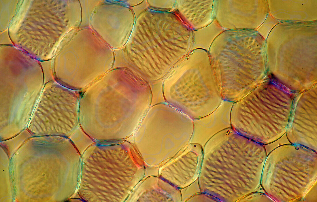 Strengthening filaments in mint stalk, light micrograph