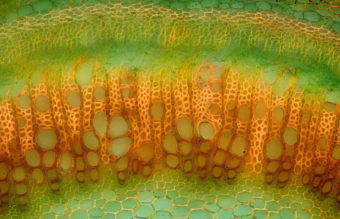 Mint stalk, polarised light micrograph