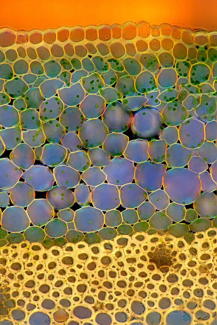 Plantain lily (Hosta sp.) stalk, light micrograph