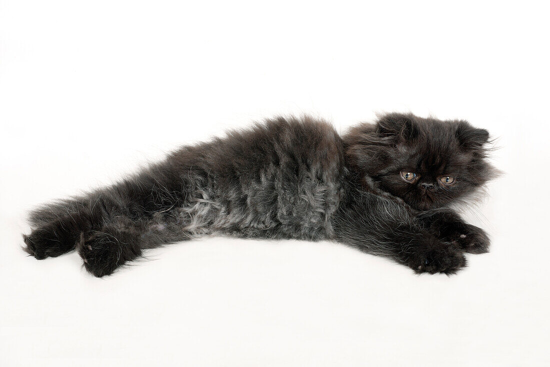 Black smoke Persian kitten lying down