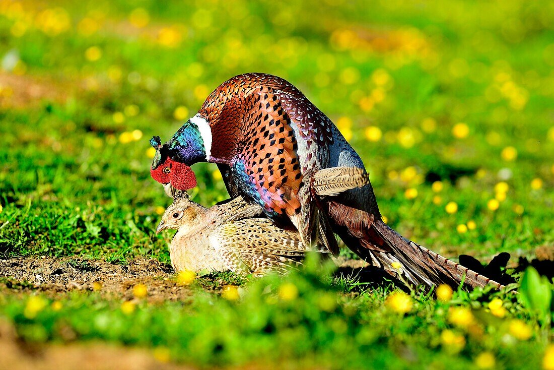 Common pheasants mating