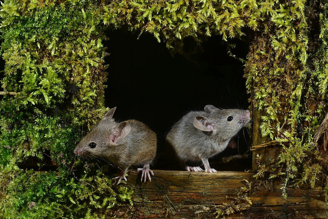 House mice