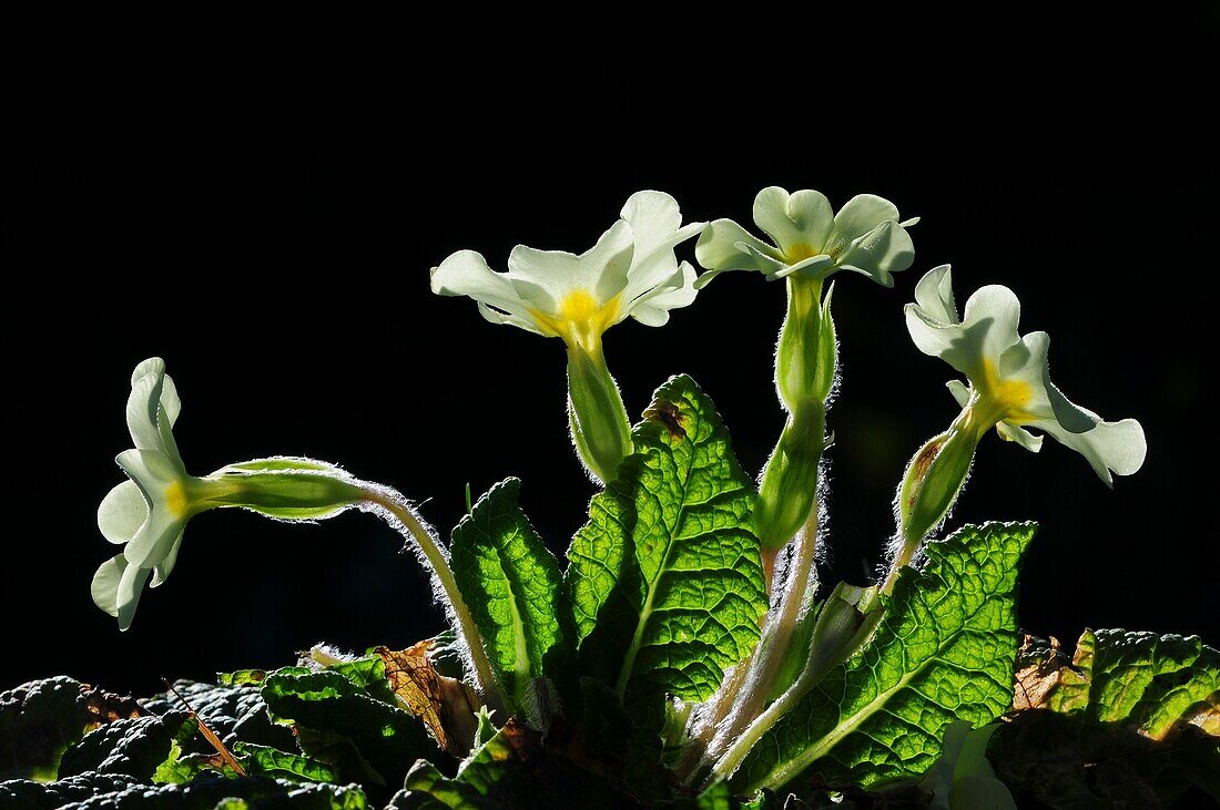 Primrose (Primula vulgaris)