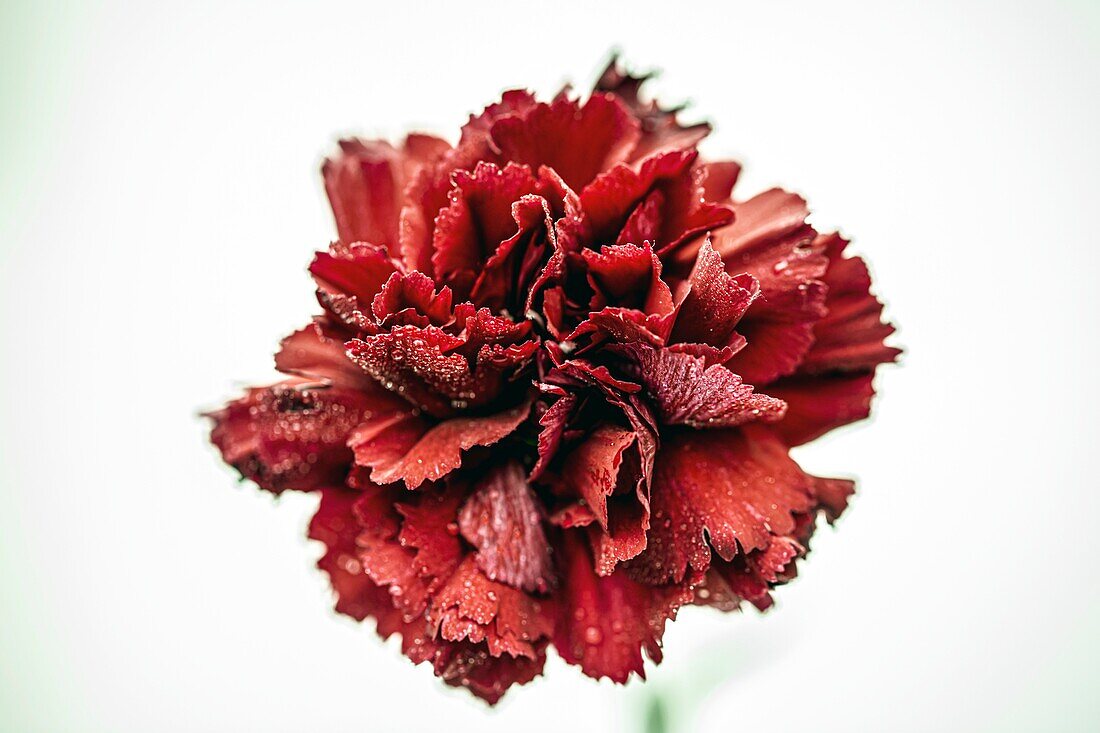 Red carnation (Dianthus sp.) flower
