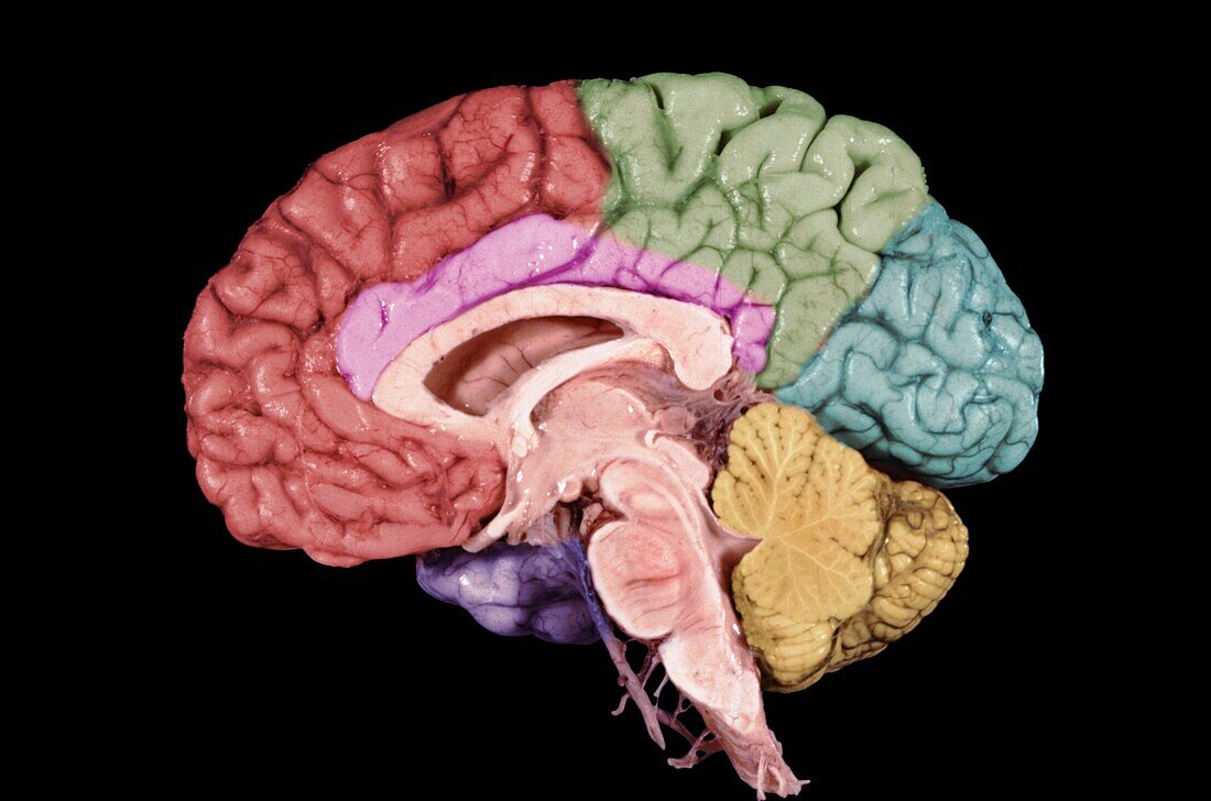 Human brain structures