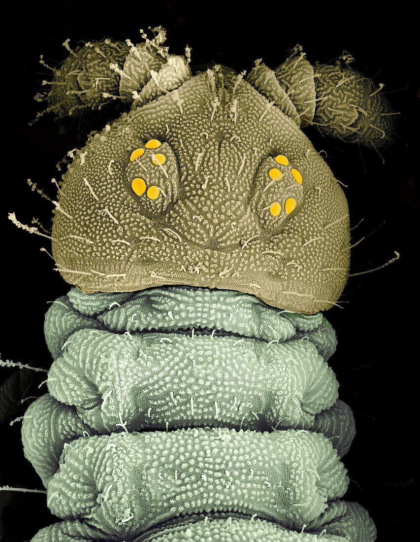Electron Micrograph of a springtail