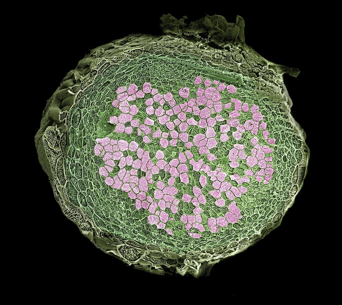 Cross section of a pea root nodule