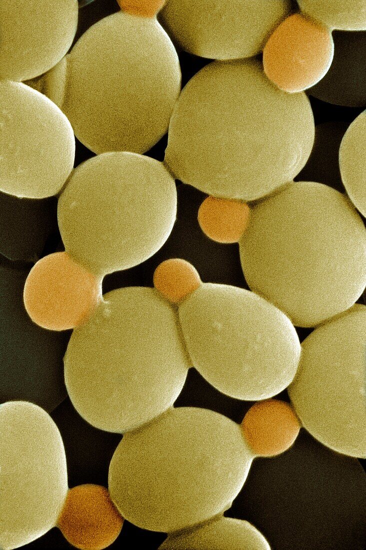 Budding cells of Saccharomyces cerevisiae