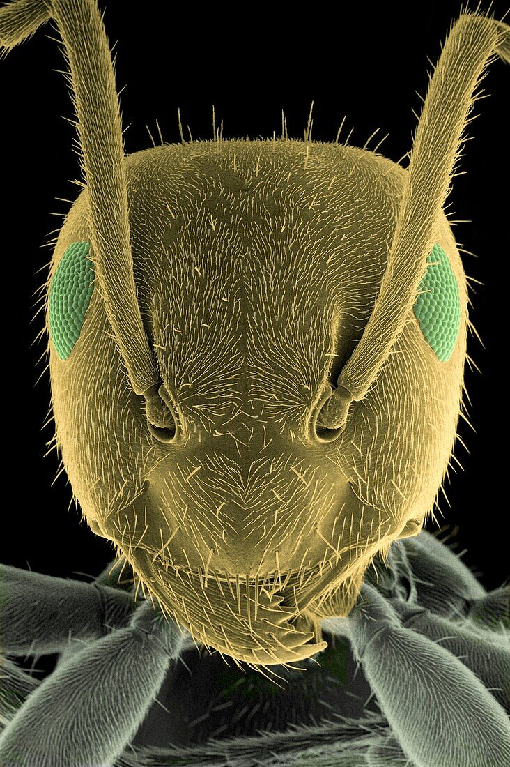 Head of the garden ant, Lasius niger