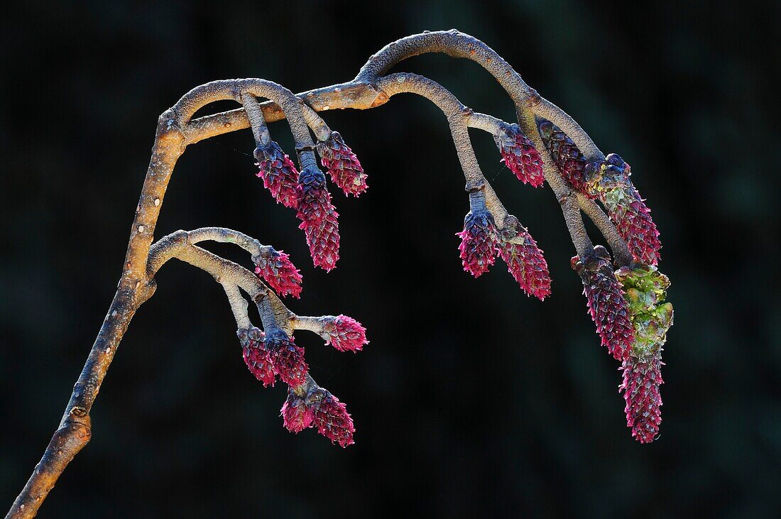 Common alder (Alnus glutinosa) catkins