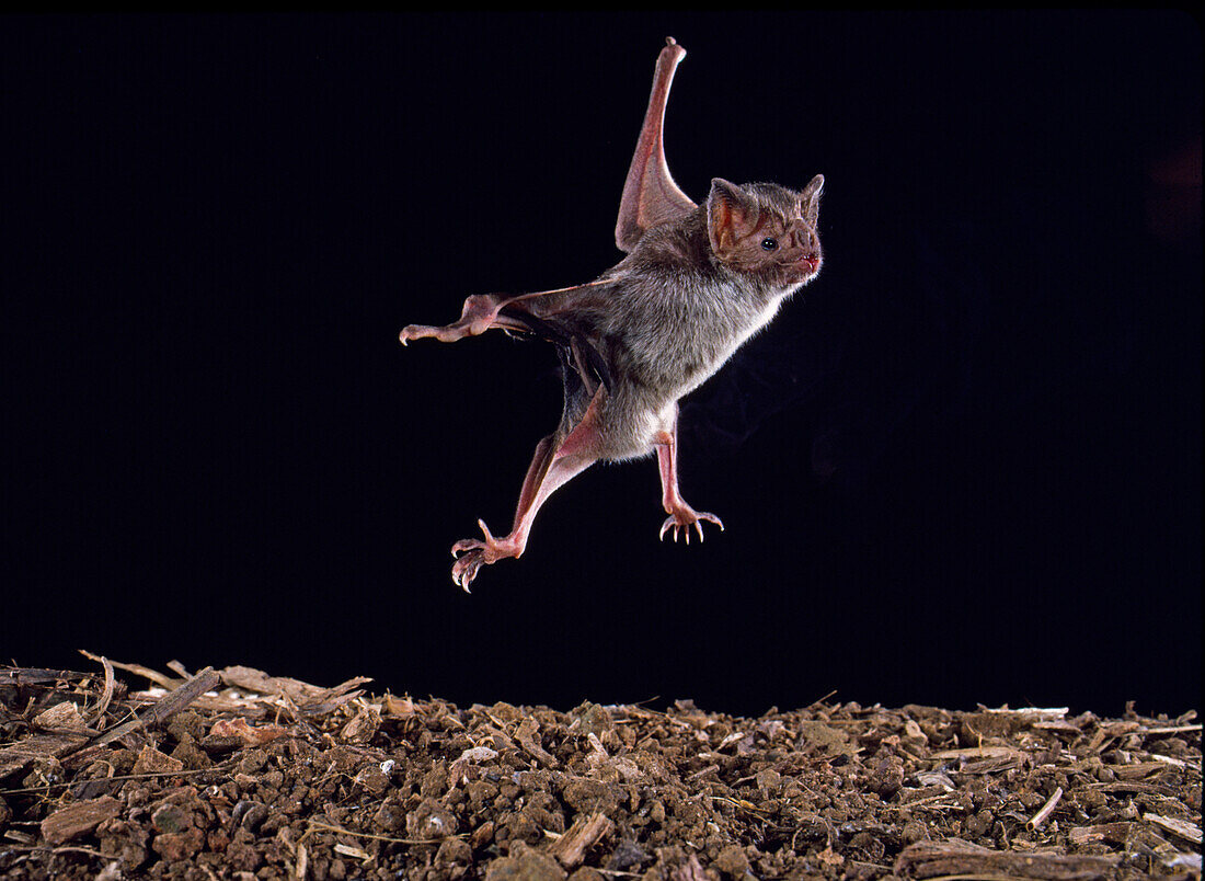 Common vampire bat taking flight