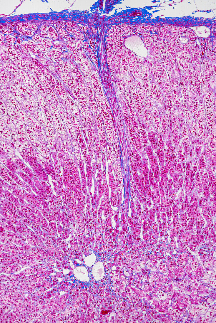 Adrenal gland, light micrograph