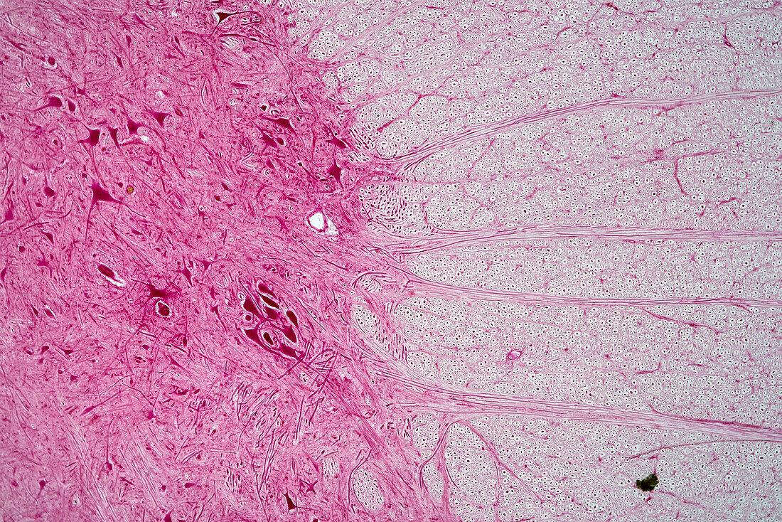 Spinal cord, light micrograph