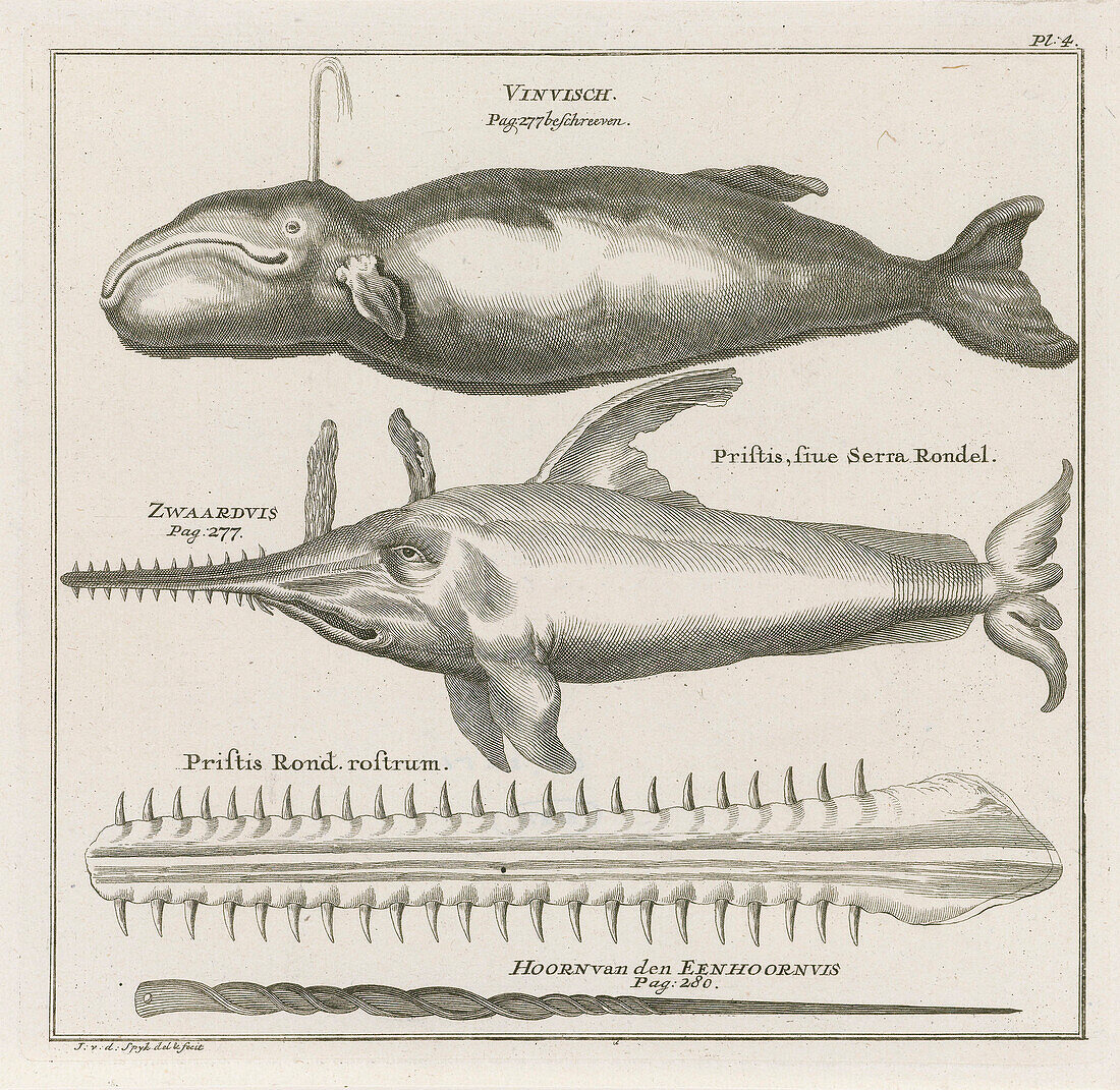 Sperm whale and sawfish, 18th century illustration
