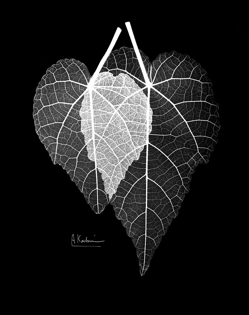 Abutilon leaves, X-ray