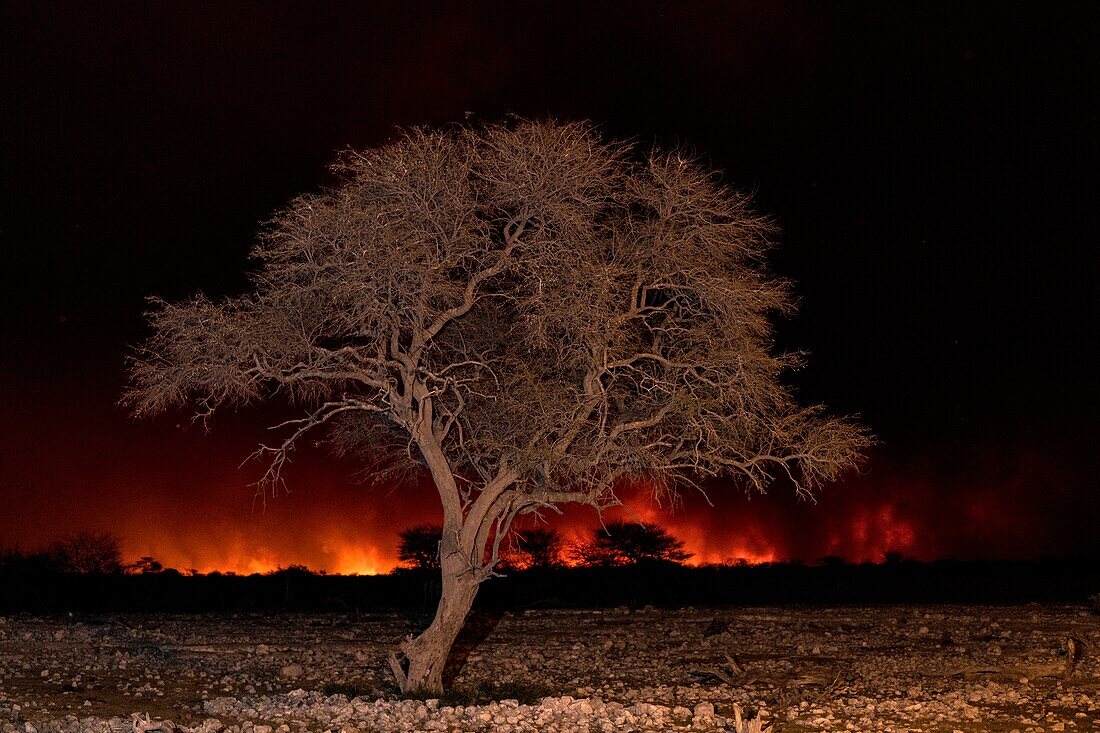 Bushfire in Etosha National Park, Namibia