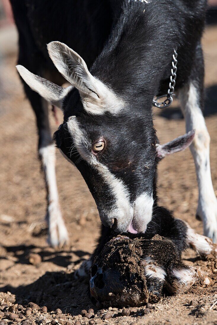 Toggenburg nanny goat cleaning her newborn kid