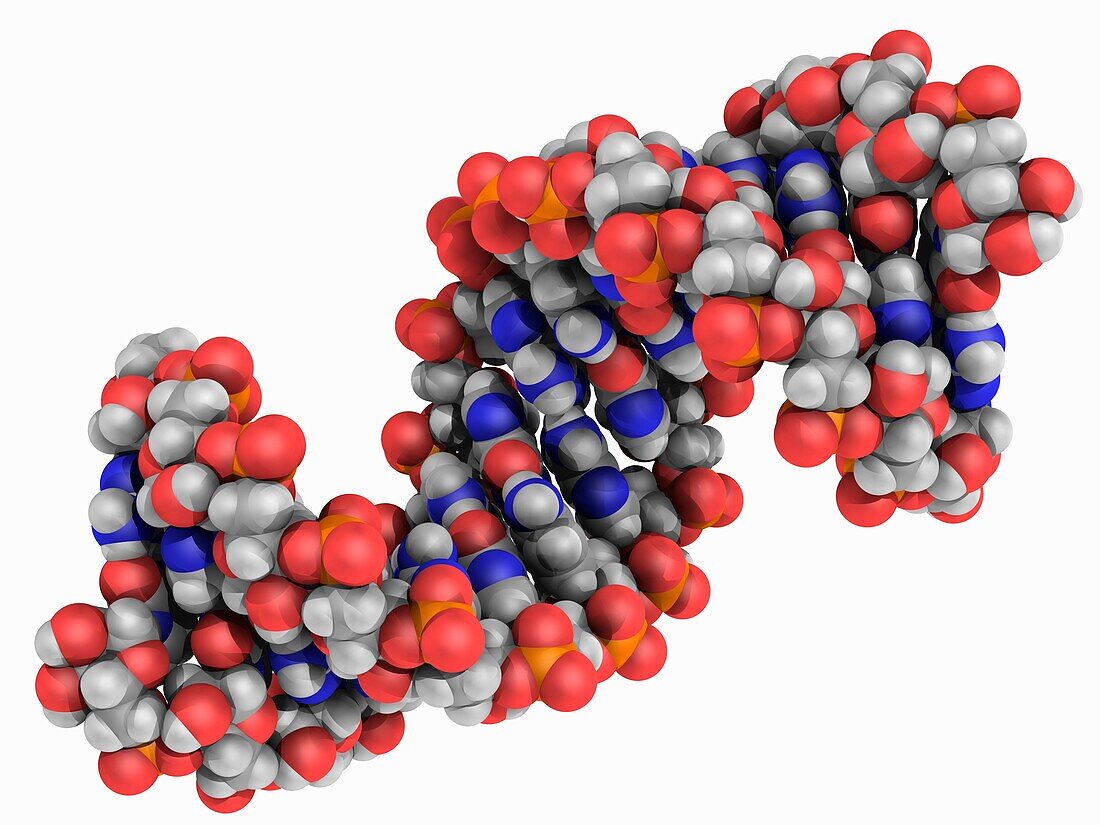 Human RNA with RNA repeats, molecular model