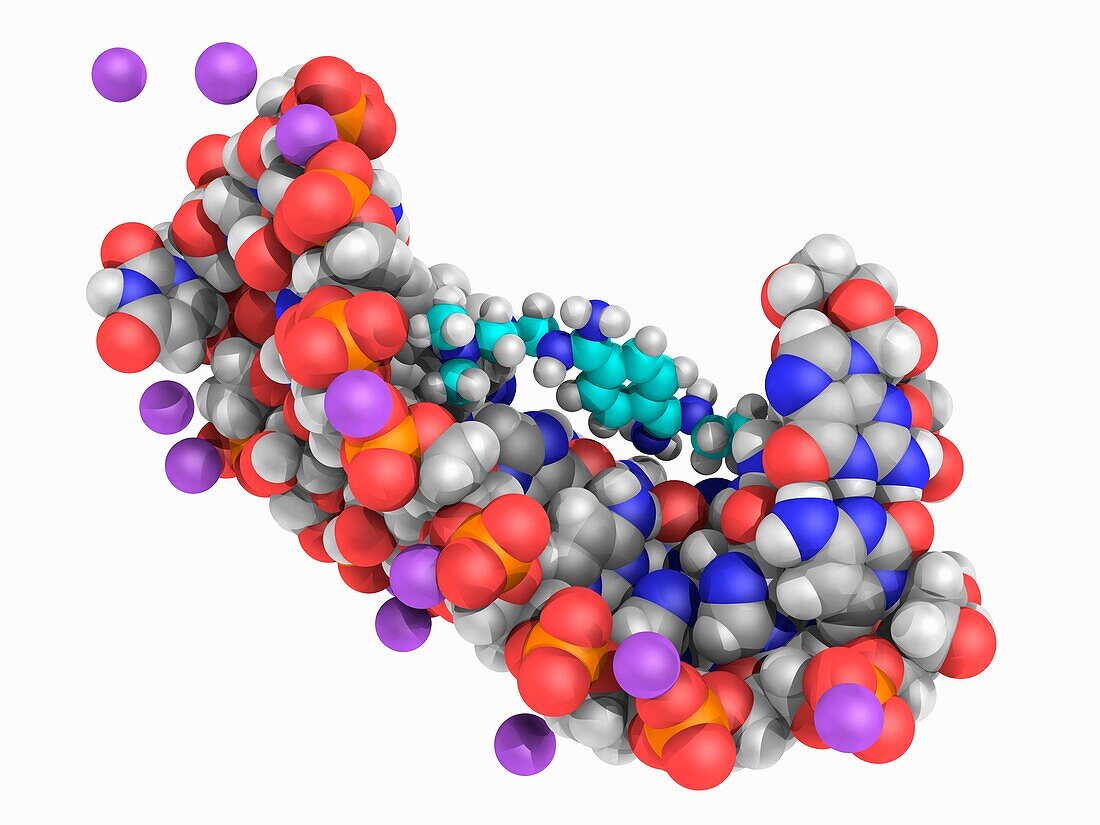 CAG RNA complexed with DB213, molecular model