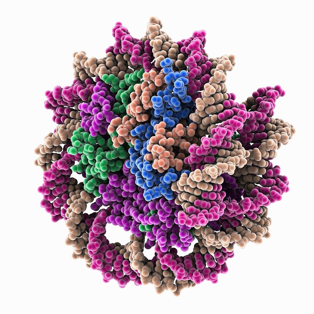 Marseillevirus nucleosome, molecular model