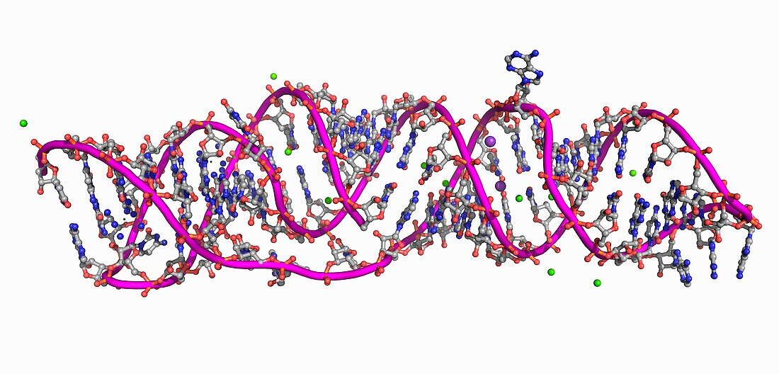 SARS-CoV-2 frameshifting pseudoknot RNA, molecular model