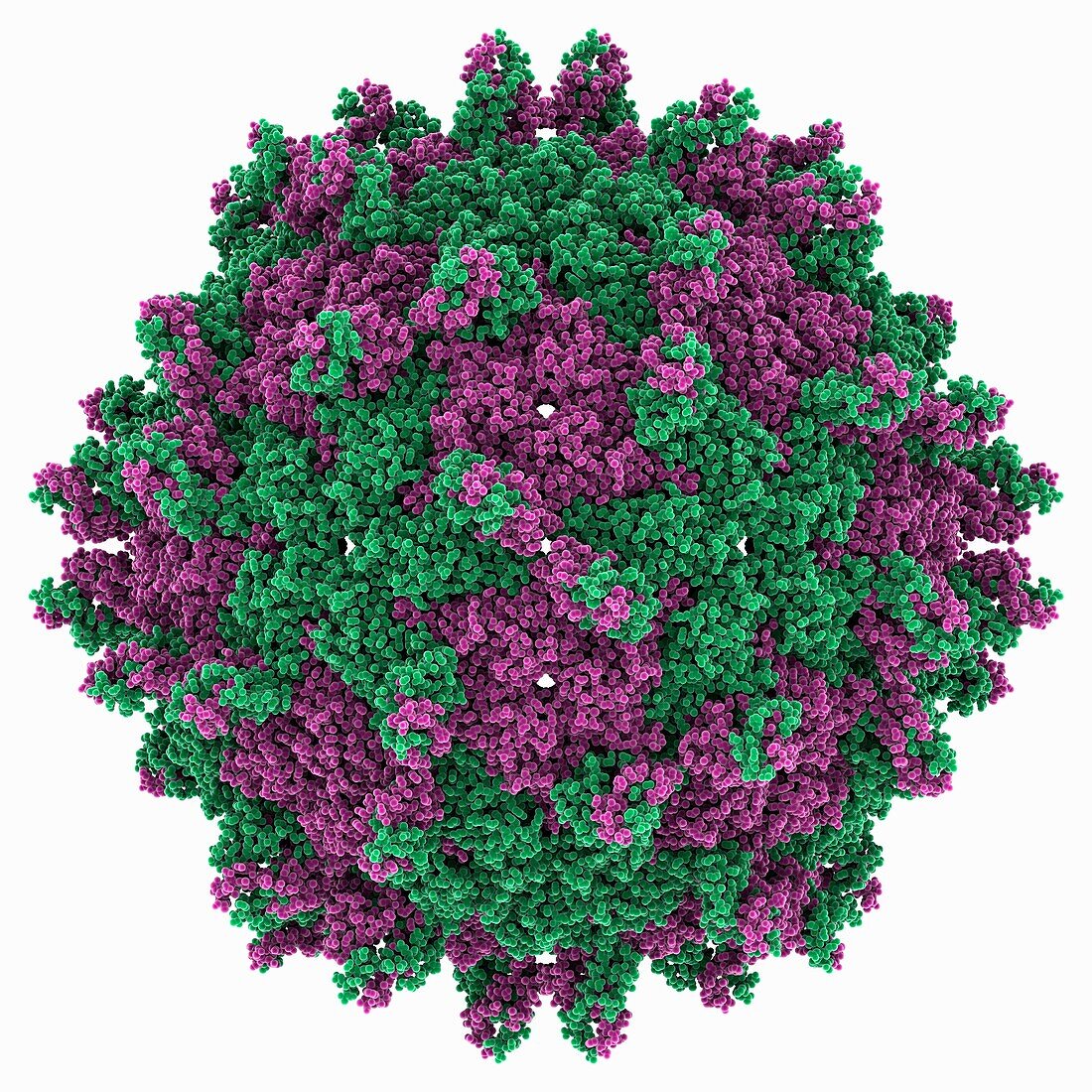 Pepper cryptic virus 1 capsid, molecular model