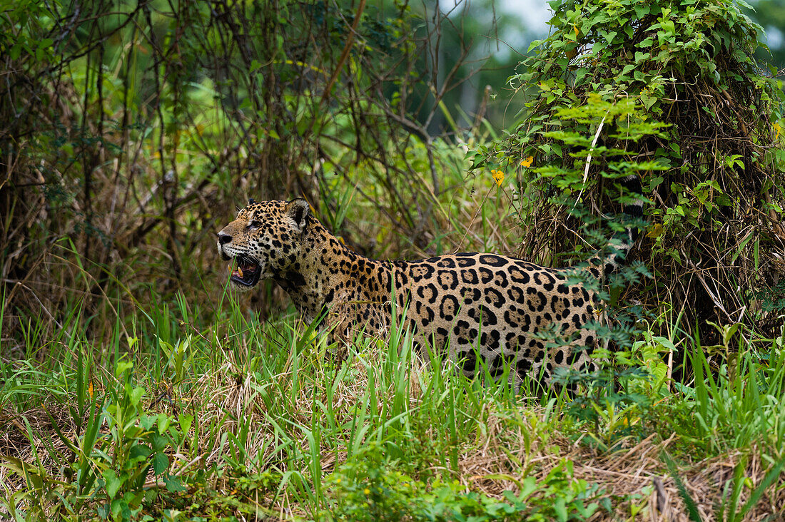 Jaguar looking for prey near Cuiaba river, Brazil