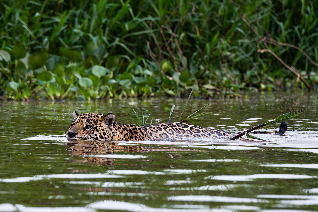 Jaguar swimming in the Cuiaba river, Brazil