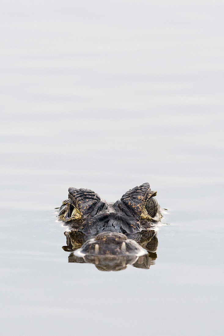 Yacare caiman at the surface of water