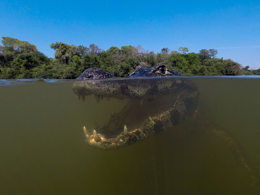 Yacare caiman underwater