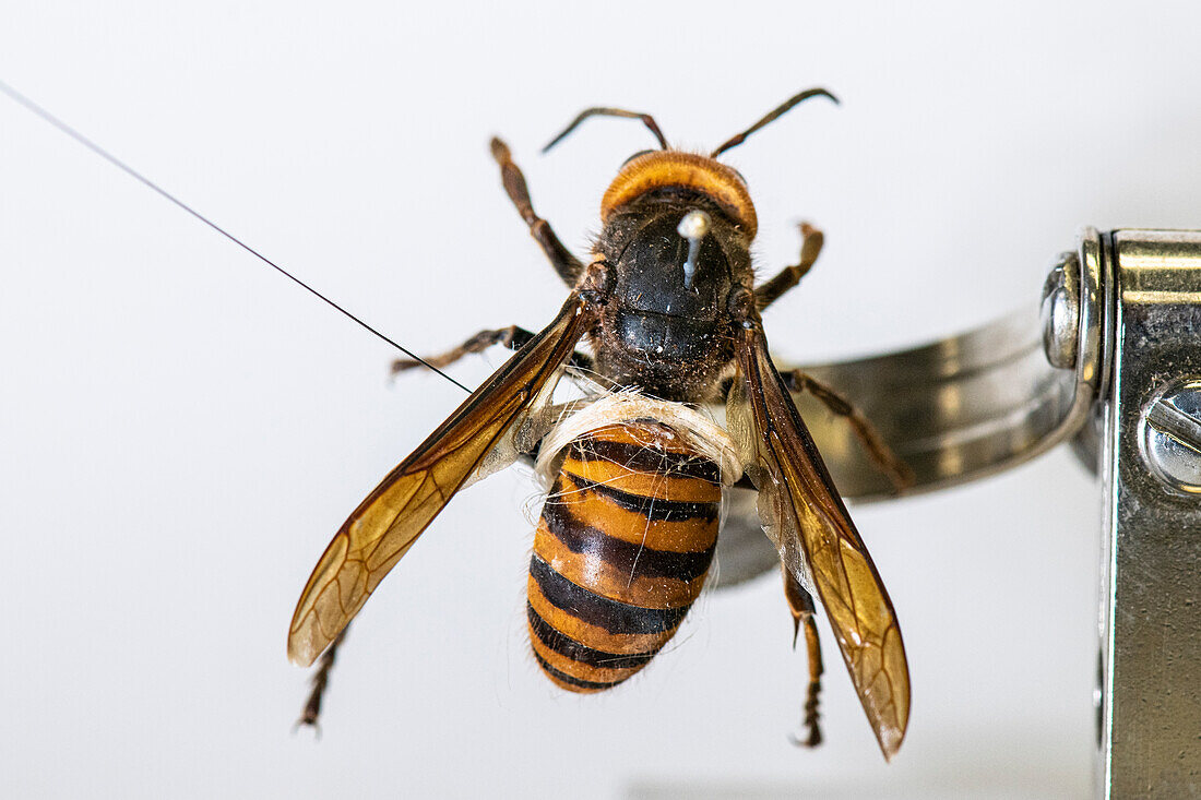 Captured Asian giant hornet