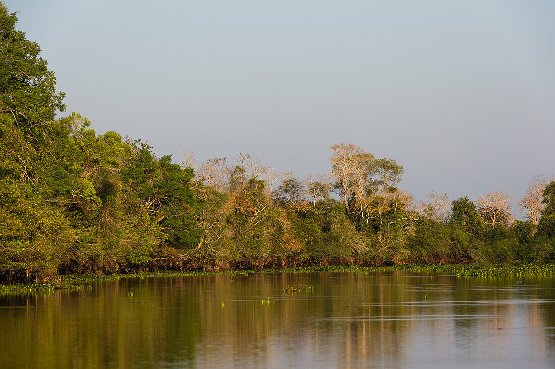Pantanal, Mato Grosso do Sul, Brazil