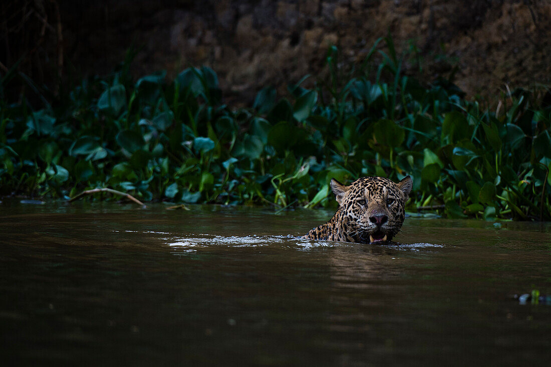Jaguar swimming in the river