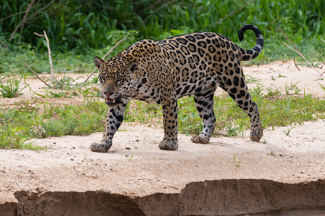 Jaguar