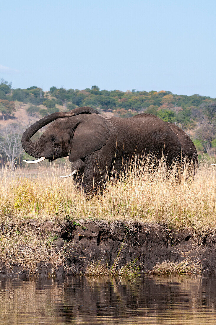 African elephant at the Chobe riverside, Kasane, Botswana