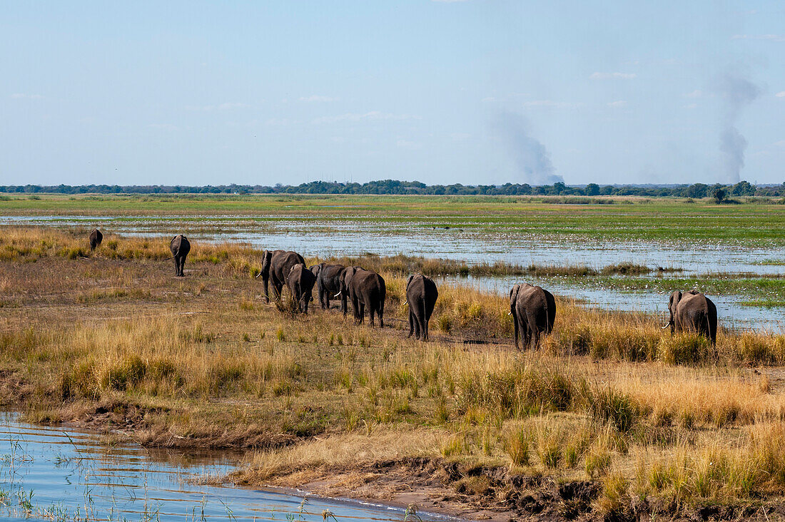 Herd of African elephants walking in a line