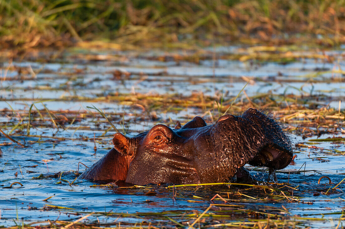 Hippopotamus opening its mouth