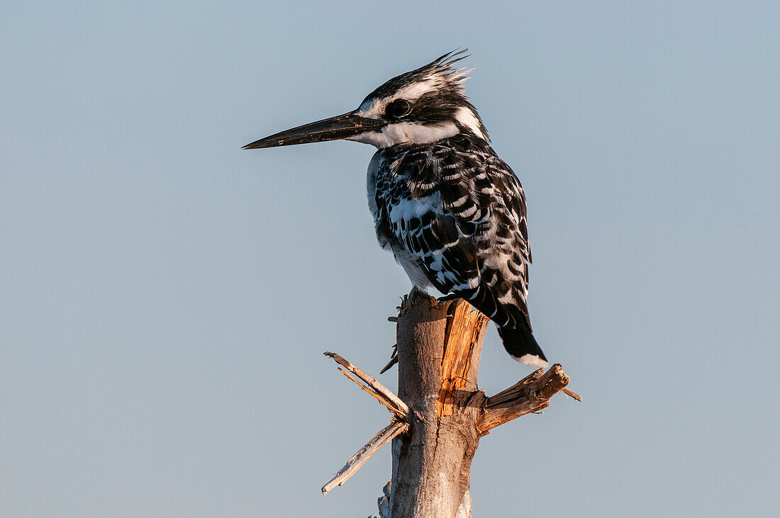 Pied kingfisher perched on a tree branch