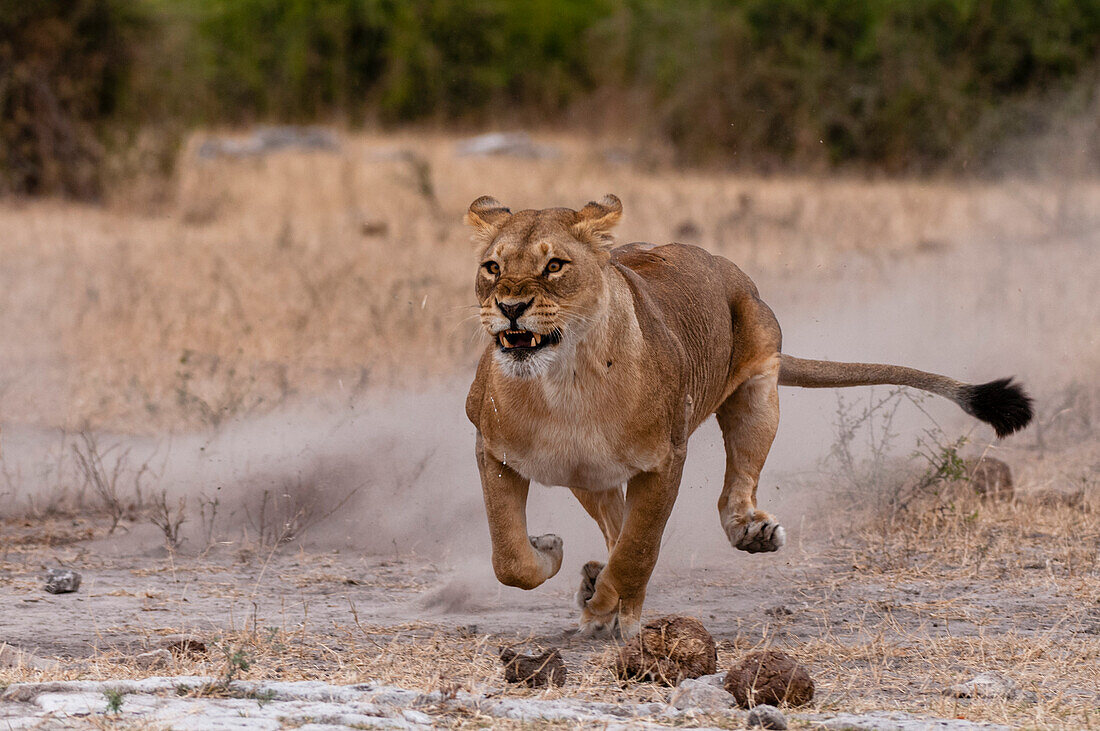 Lioness kicking up a cloud of dust whilst running