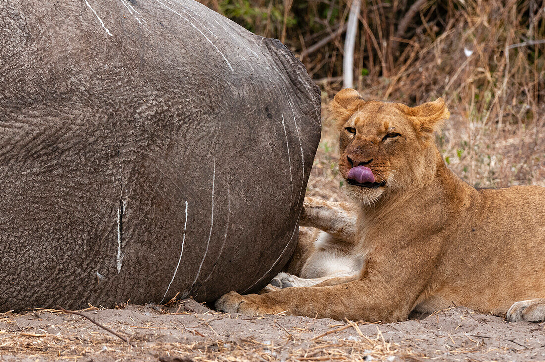Lion eating an African elephant