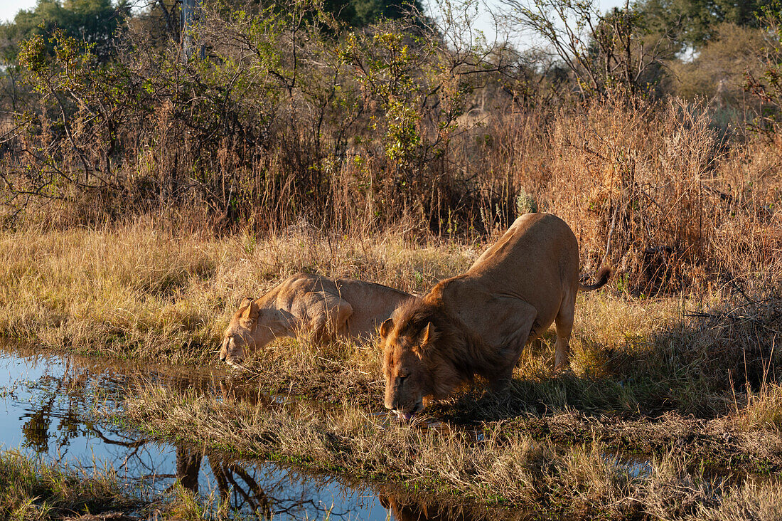 Lioness and lion crouching down to drink